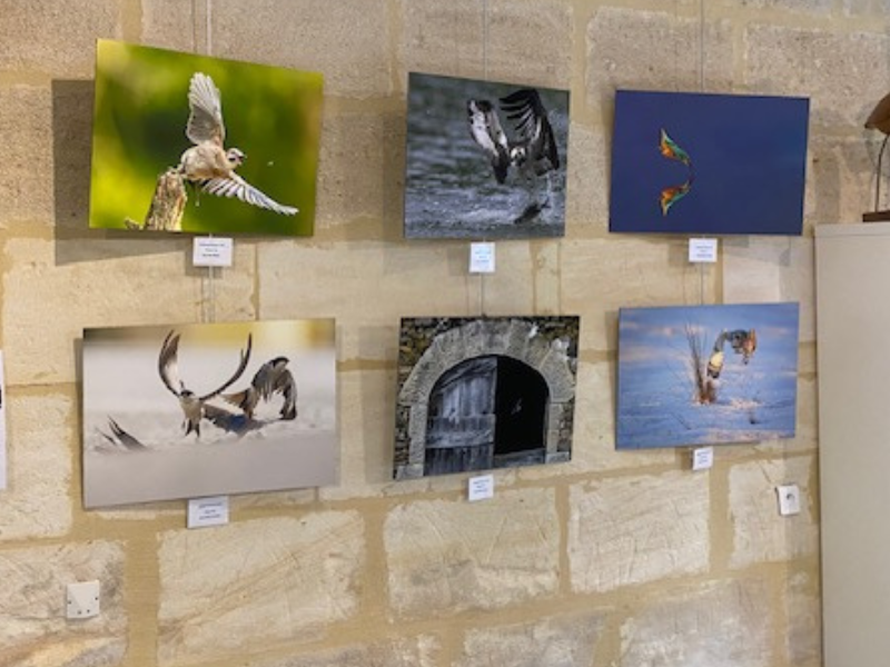 Exposition photo "A chacun son Terres d'Oiseaux"