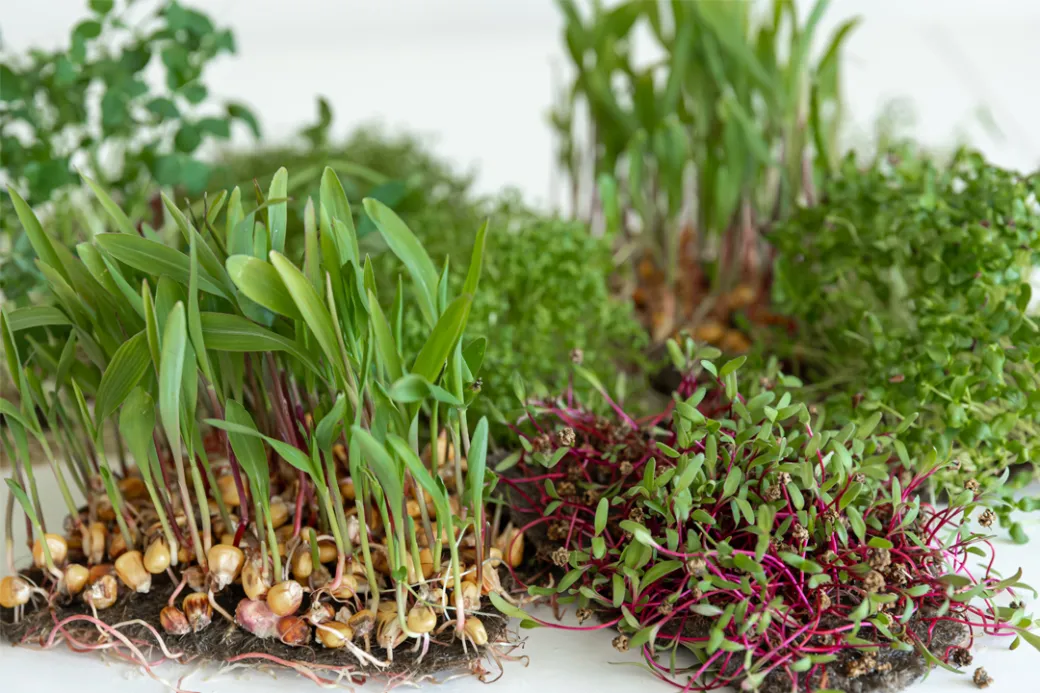 Atelier naturopathie - Crédit: Ville GM | CC BY-NC-ND 4.0