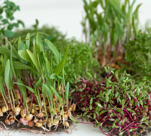 Atelier naturopathie