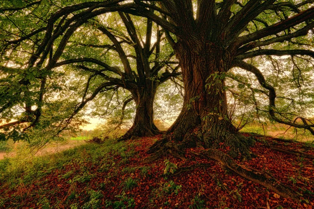 Culture au Barp : L'a ... - Crédit: Freepik | CC BY-NC-ND 4.0