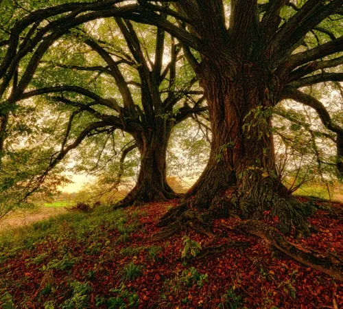 Culture au Barp : L'arbre ancêtre