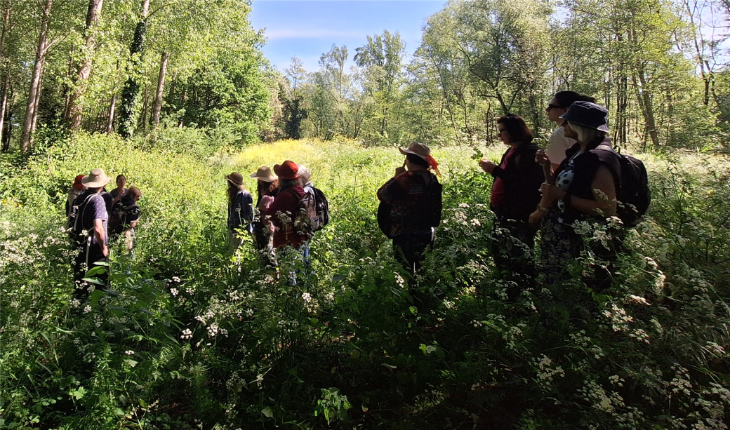 Balade plantes comest ... - Crédit: SIGM | CC BY-NC-ND 4.0