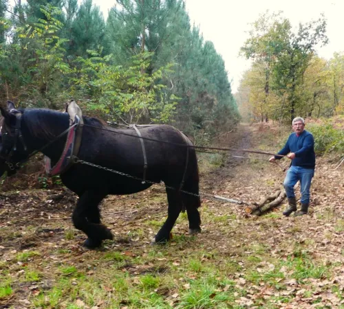 Journée de débardage à Cheval