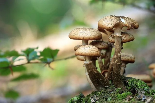 Sortie champignons - Crédit: @pixabay | CC BY-NC-ND 4.0