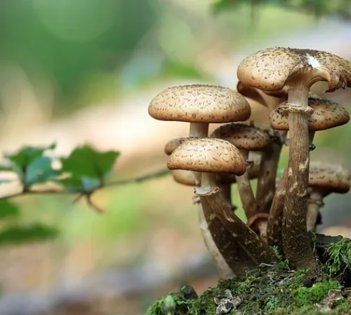 Sortie champignons