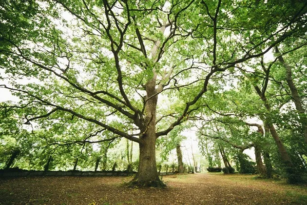 La forêt en tous sens - Crédit: Grégory Cassiau - Les Conteurs | CC BY-NC-ND 4.0
