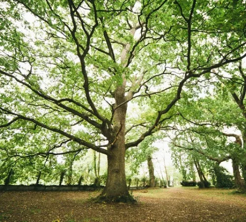 La forêt en tous sens