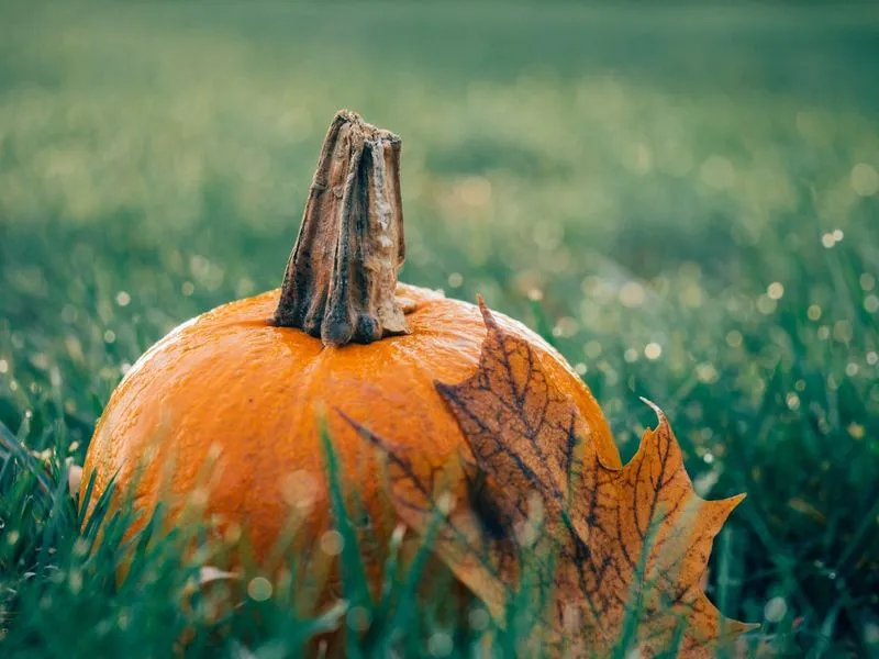 Soirée halloween à l' ... - Crédit: ©Bourg Cubzaguais Tourisme | CC BY-NC-ND 4.0