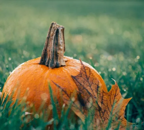 Soirée halloween à l'Hippocampe