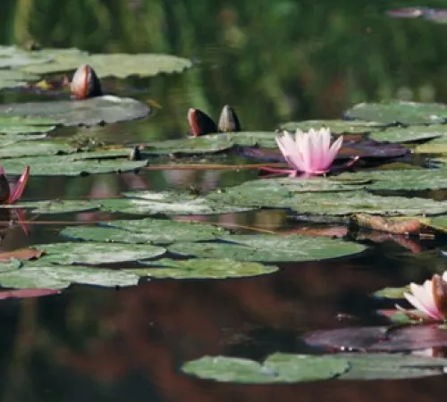 Diffusion du documentaire Monet et les Nymphéas, l'éternité retrouvée