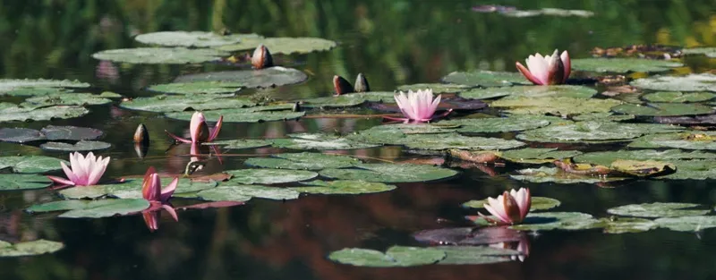 Diffusion du document ... - Crédit: MONET COM_Fleurs de nympheas_©Bleu Kobalt - 1 | CC BY-NC-ND 4.0