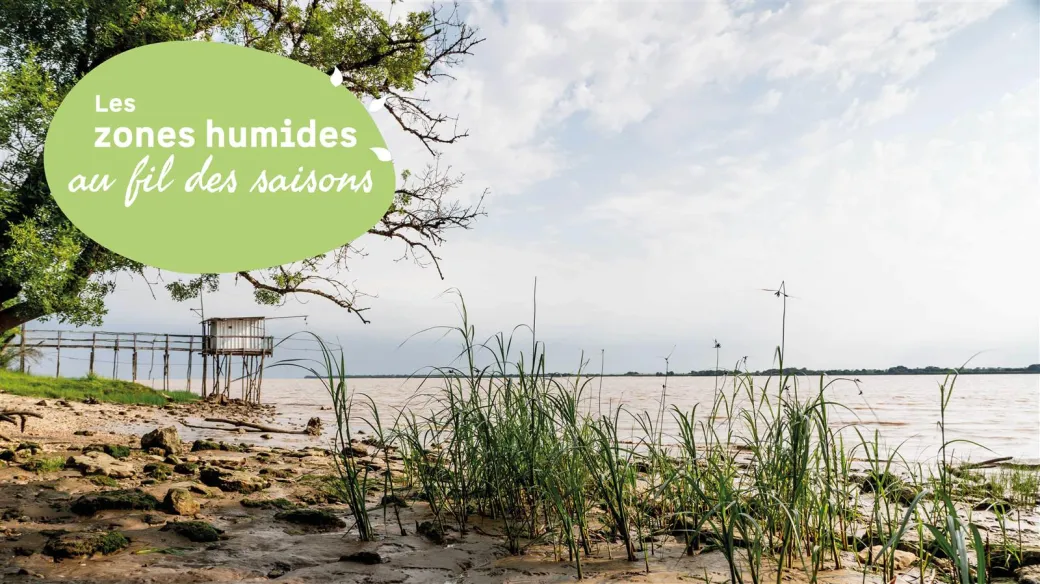 Les zones humides au ... - Crédit: PNR Médoc | CC BY-NC-ND 4.0