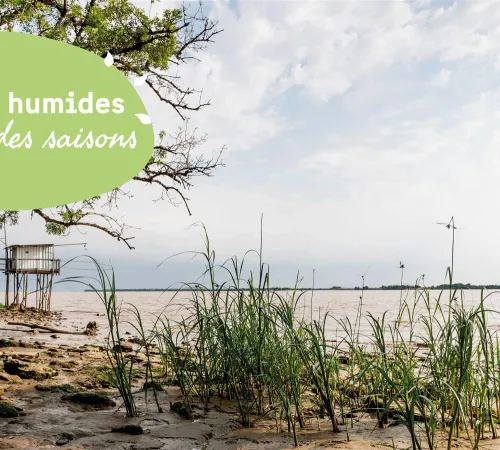 Les zones humides au fil des saisons : Initiation à la botanique et aux plantes domestiques du bord d'estuaire