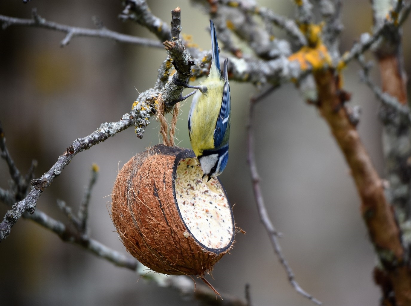 De l'oiseau à la boule de graines