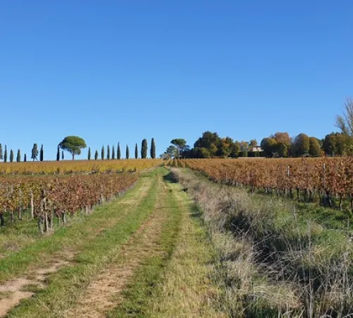 Malagar autrement - Entre les vignes, Mauriac et Toulouse-Lautrec