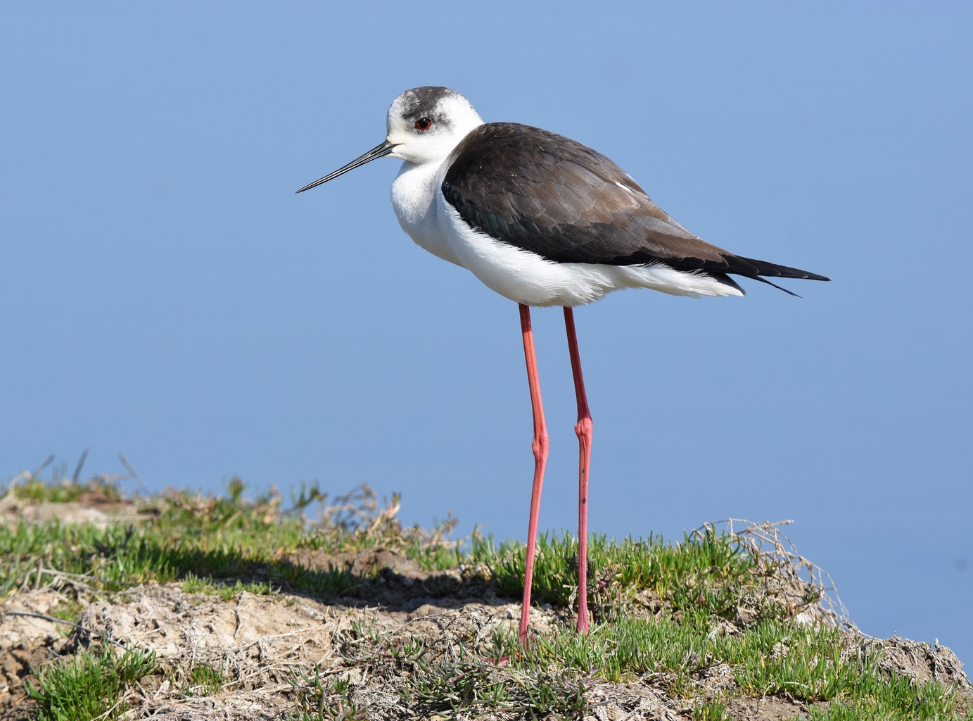 Les oiseaux du bassin