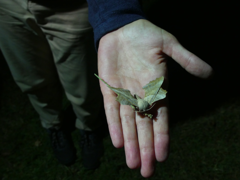 Nocturne Papillon à Terres d'Oiseaux