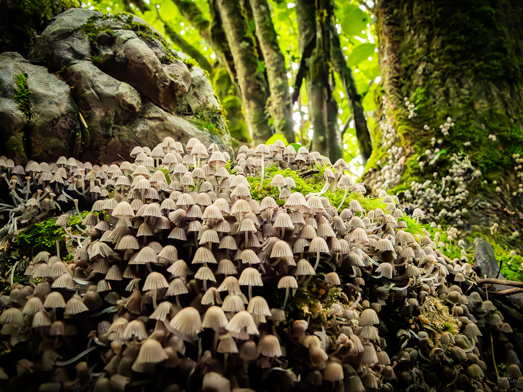 Initiation à la cueillette des champignons