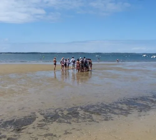 Visite guidée : La vie secrète du banc de sable de Pereire
