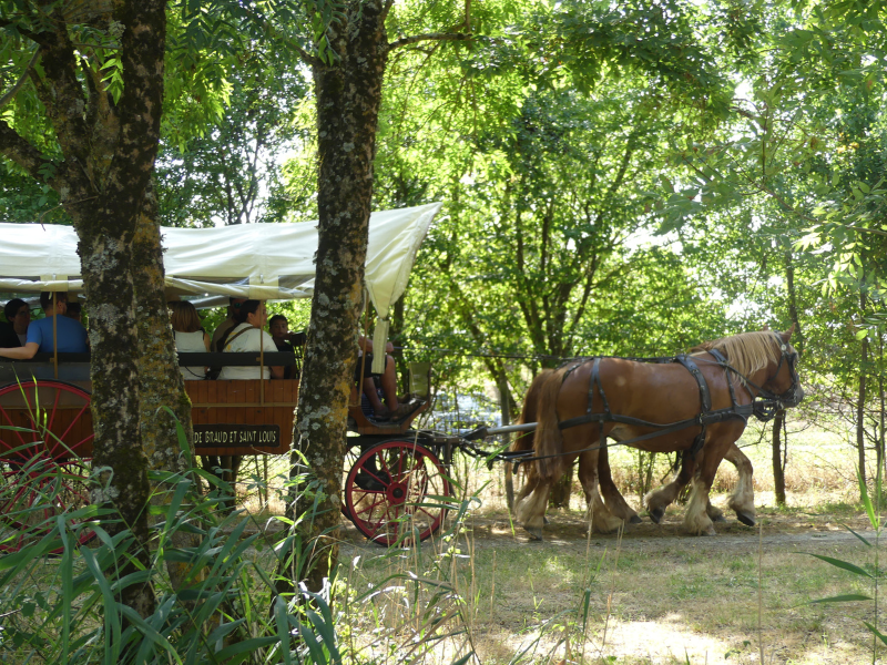 Balade en calèche à Terres d'Oiseaux