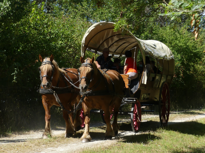 Balade en calèche à Terres d'Oiseaux