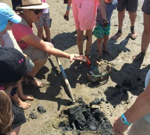 Les trésors de la plage à marée basse
