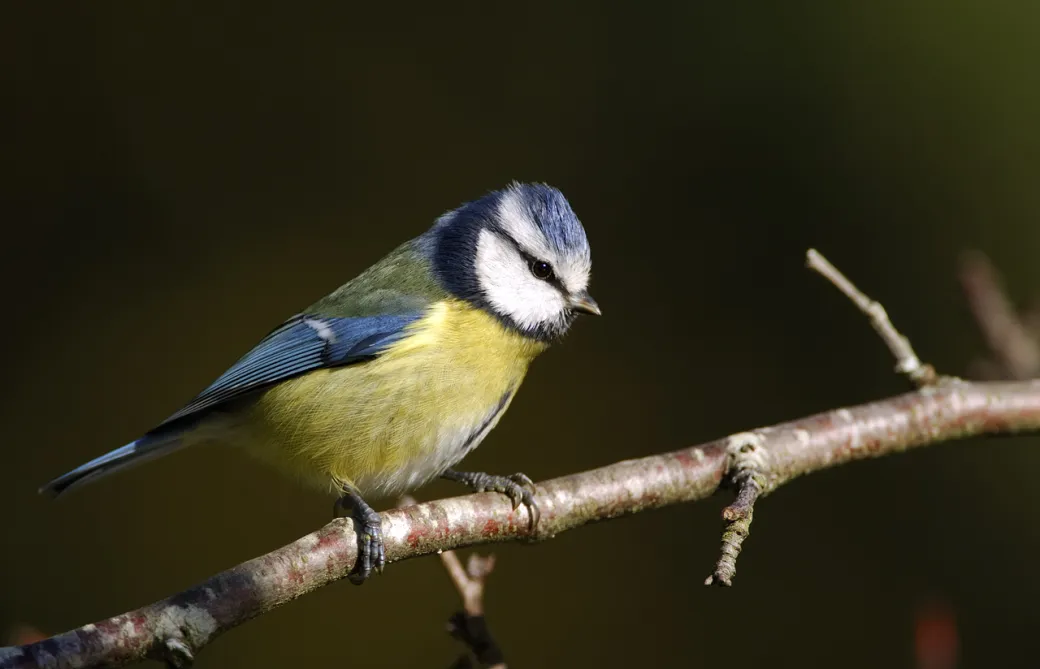 Formation aux oiseaux ... - Crédit: Jacques Gillon PNRLG | CC BY-NC-ND 4.0
