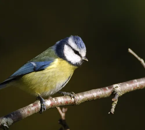 Formation aux oiseaux des jardins : découverte des oiseaux des jardins en hiver - 1/2 journée