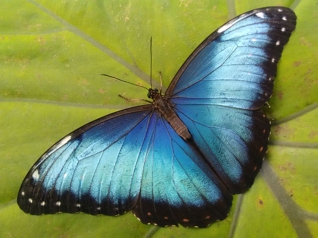 Au Paradis du Papillon