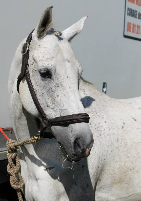 Mios Equestrian Center