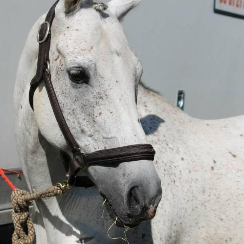 Mios Equestrian Center