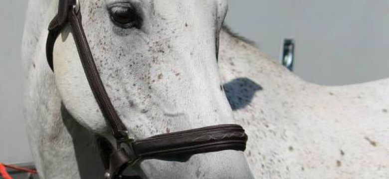 Mios Equestrian Center