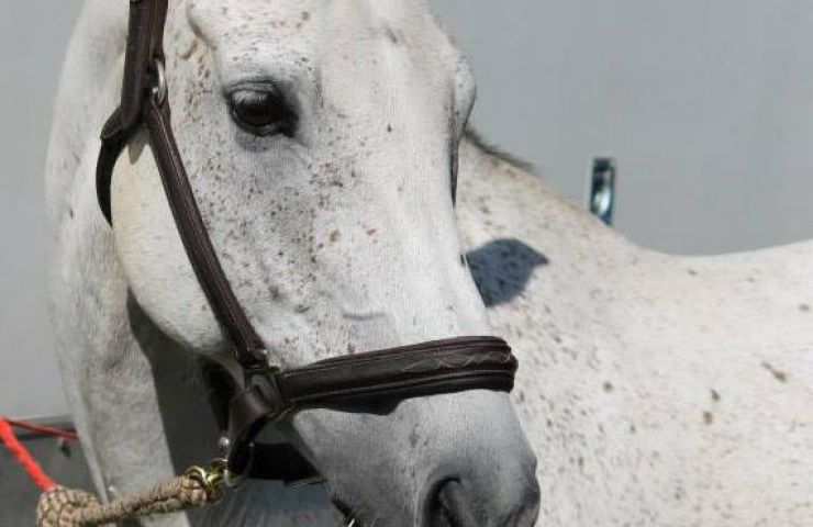 Mios Equestrian Center
