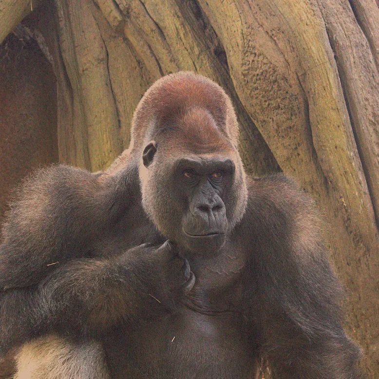 Zoo du Bassin d'Arcachon