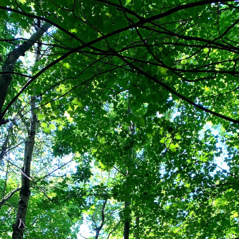 Burck Wood