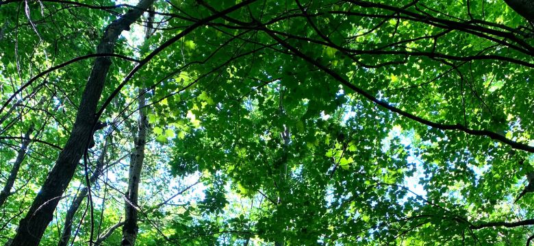 Burck Wood