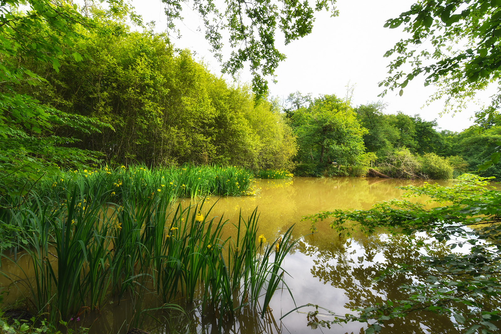 Bois de Thouars