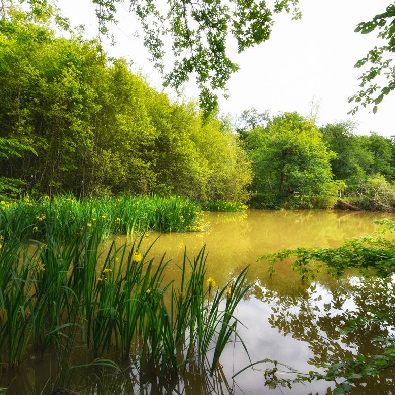 Bois de Thouars