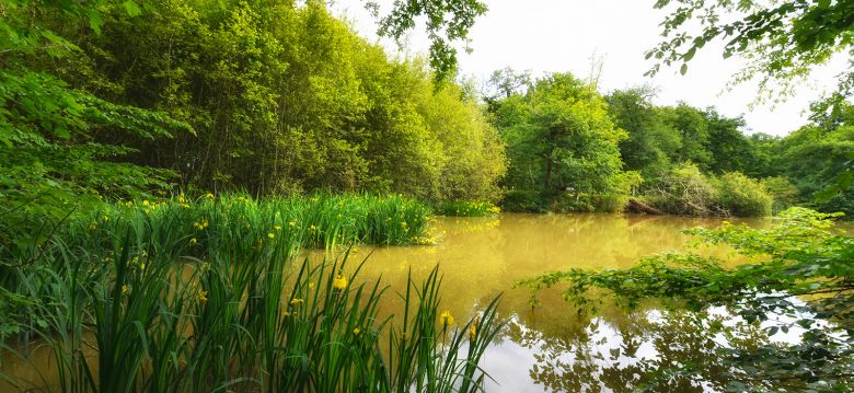 Bois de Thouars