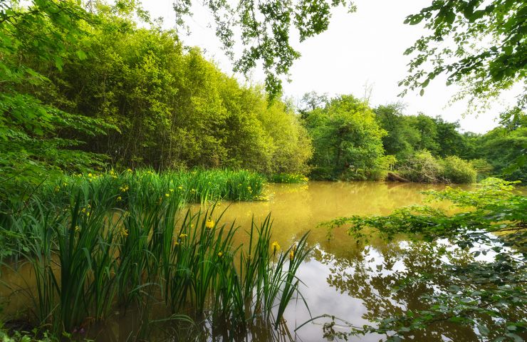 Bois de Thouars
