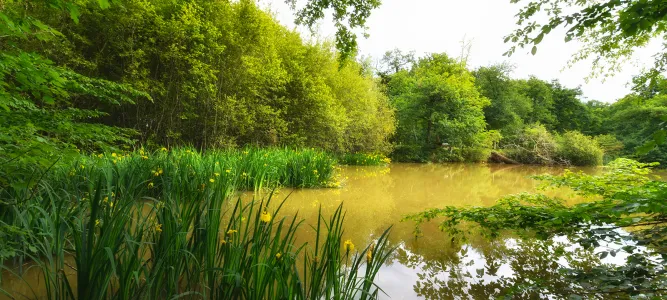 Bois de Thouars