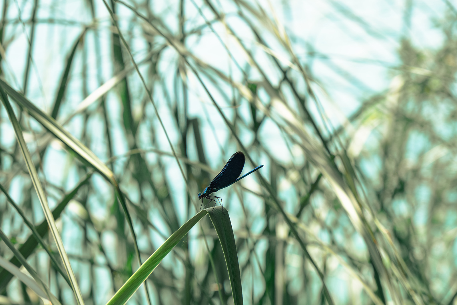 Photo de Sander Lenaerts