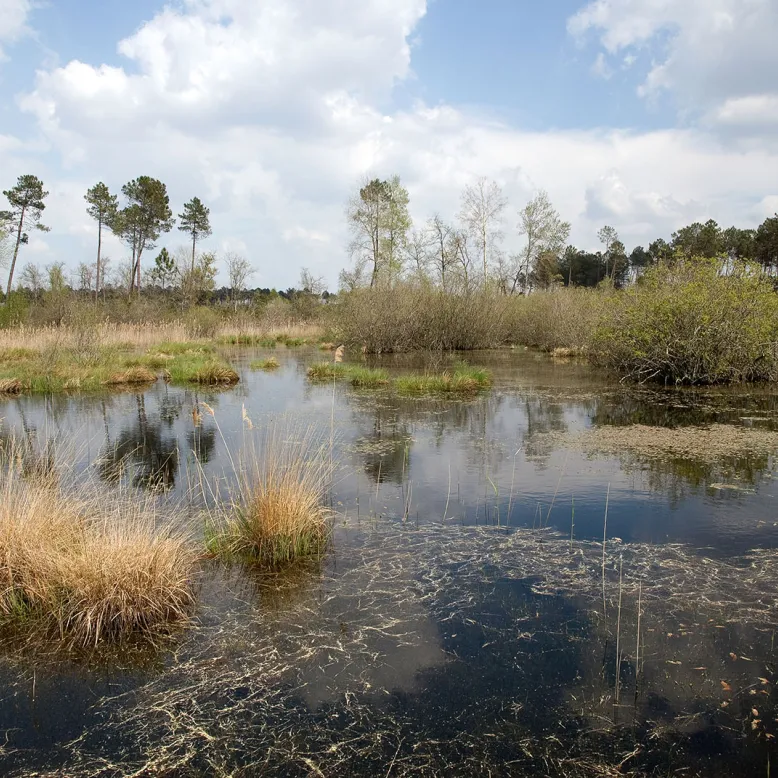 Lagunes du Gât Mort