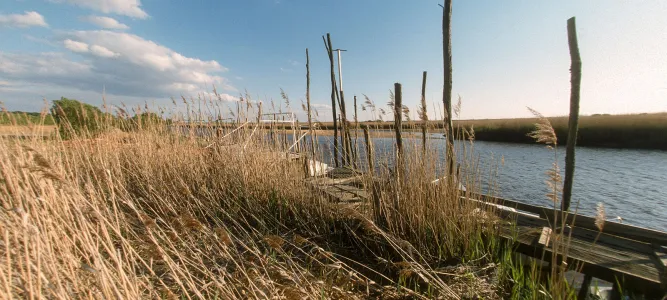 Delta de la Leyre