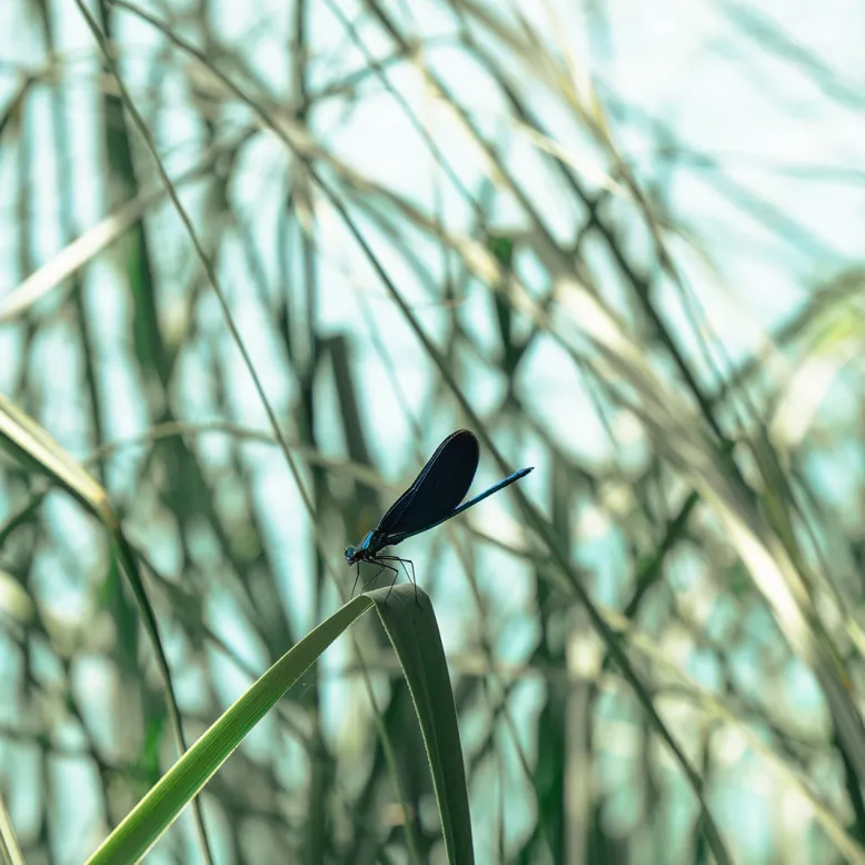 Réserve naturelle des Marais de Bruges