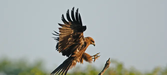 Réserve Ornithologique du Teich