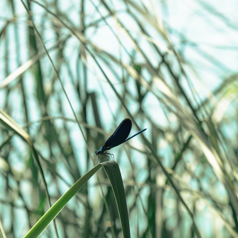 La réserve naturelle des Prés Salés d'Arès et  ...