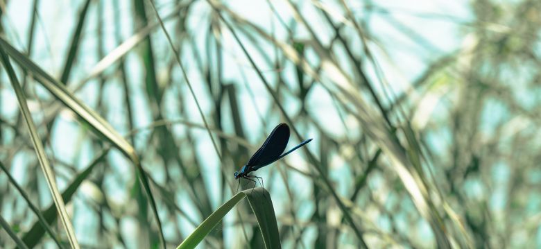 La réserve naturelle des Prés Salés d'Arès et  ...