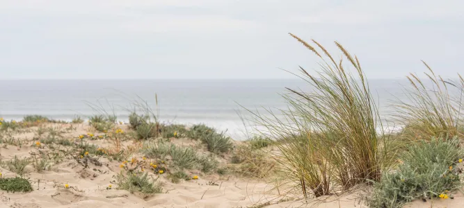 Plages océanes
