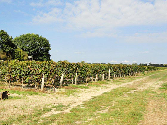 Château le Maine Perin